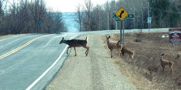 Suggestion for hunting of deer in town not plausible, mayor says