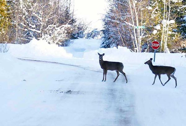 Last year’s severe winter will mean less deer to harvest this fall, OFAH members told