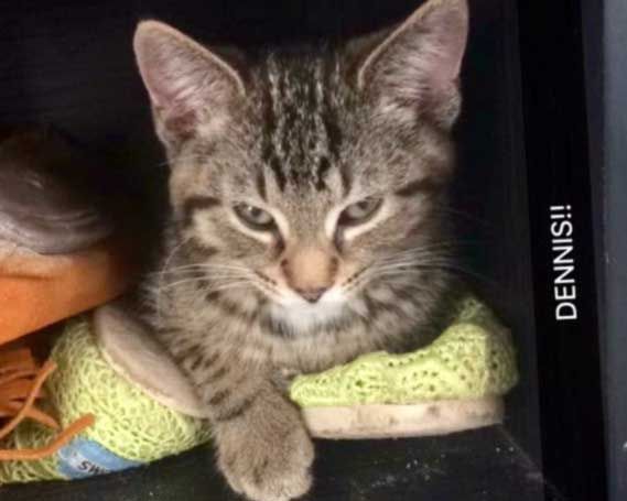 Dennis is still looking for a home.
