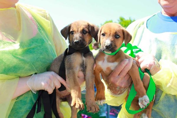 The Ontario SPCA and Humane Society transports over 180 dogs from Northern communities in June to help them find new homes
