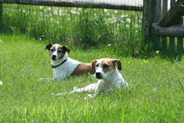 Petition for Little Current dog park reaches 160 signatures