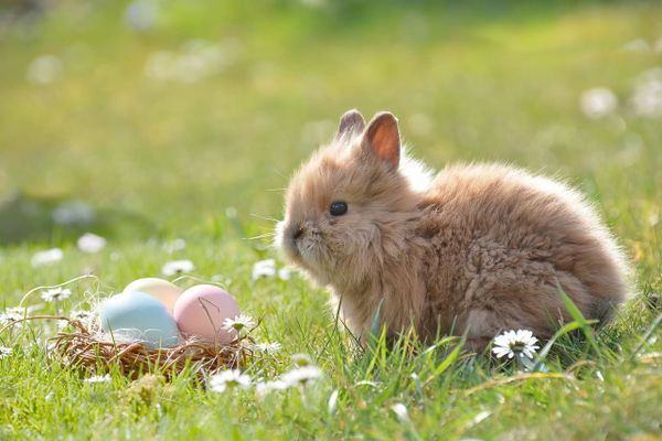 Tehkummah Easter egg hunt undeterred by town council funding snub