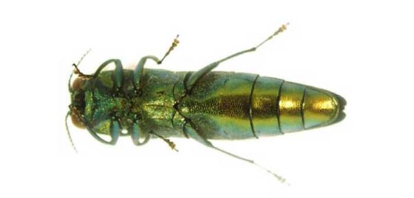 Emerald ash borer likely expanding diet