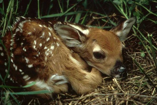 What To Do If You Find A Sick, Injured Or Abandoned Wild Animal