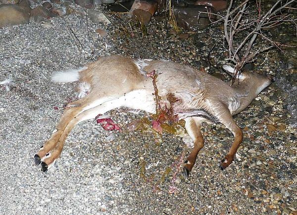 Bay Estates residents angered with poachers’ actions
