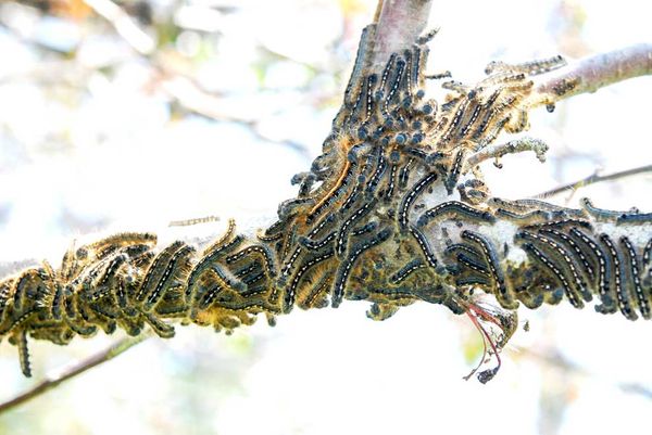 2018 a big year for tent caterpillars