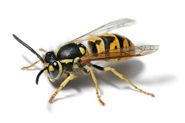 Wasp stings an annual fall danger on Manitoulin Island