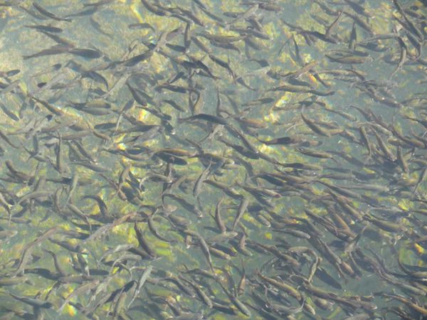 CMPS to have microhatchery starting this fall