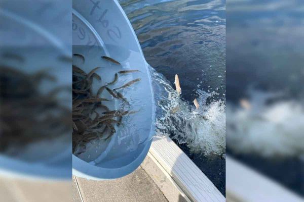 Gore Bay Fish and Game stock over 8,000 walleye in Lake Kagawong