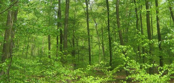 Wikwemikong receives government funding to expand forest resources imaging business