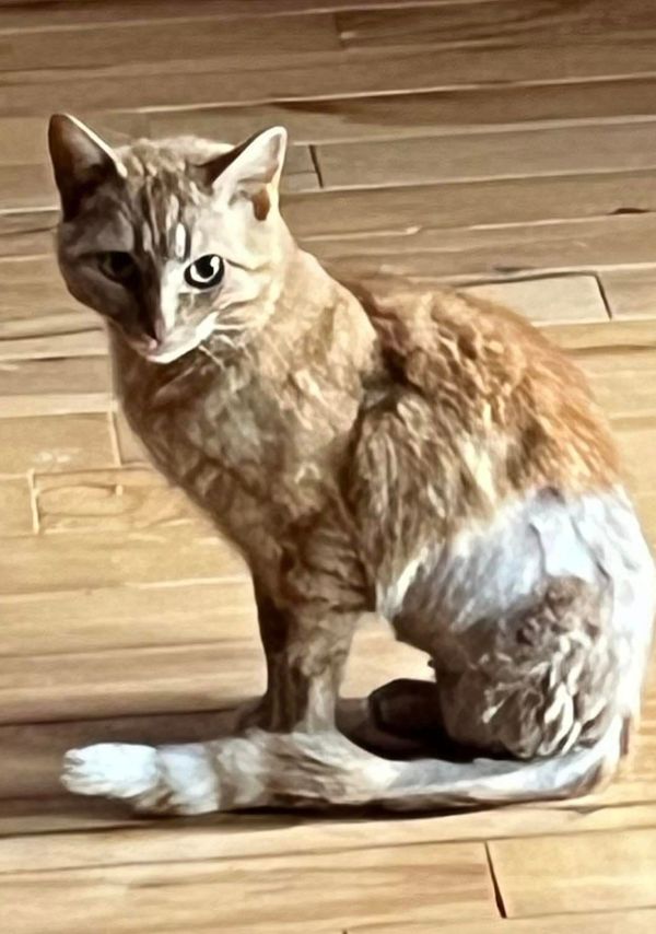 Gabby Giffords, Cat Survivor