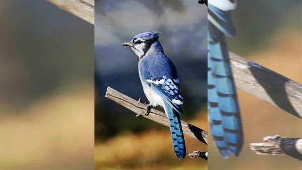 Gore Bay Christmas bird count reveals interesting avian visitors