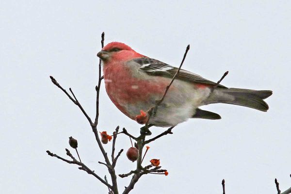 Gore Bay bird count weather was ideal