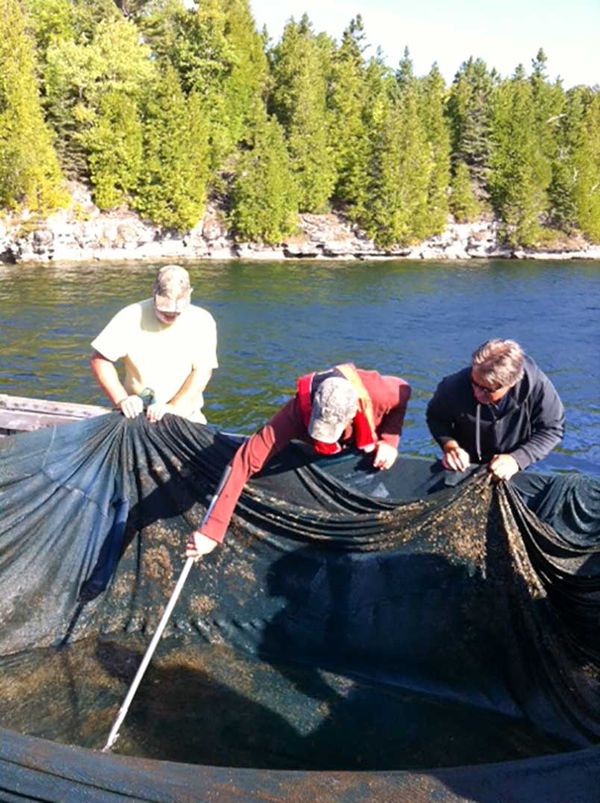 Local fish and game clubs release healthy, large walleye in Lake Kagawong
