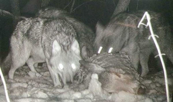 Gore Bay residents should be cautious with coyotes, wolves, town officials urge