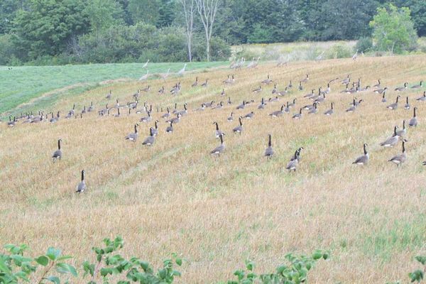 Battle lines drawn: birds v. farmers