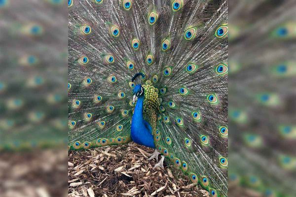 GoFundMe set up to meet the needs of the animals at the Glo Farm Sanctuary