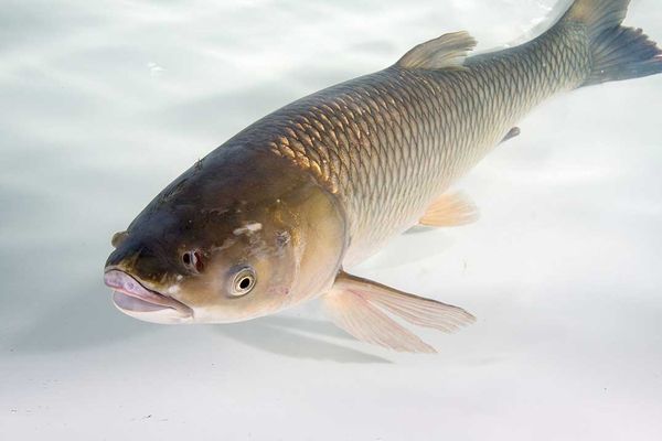 Grass carp studies divide expert opinions