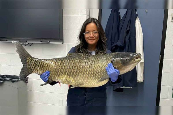 Giant Asian grass carp found in Lake Huron near Bruce power plant