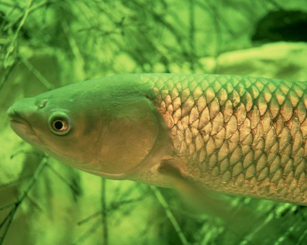 Asian carp establish ‘finholds’ in Lake Erie, Ontario and Michigan