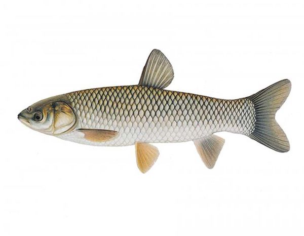 Grass carp found in Lake Huron