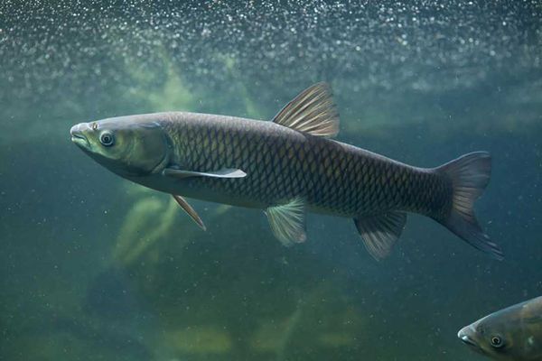 Officials ask for public help to report Asian carp sightings in Great Lakes