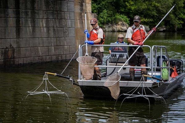 Efforts to manage invasive grass carp an international affair