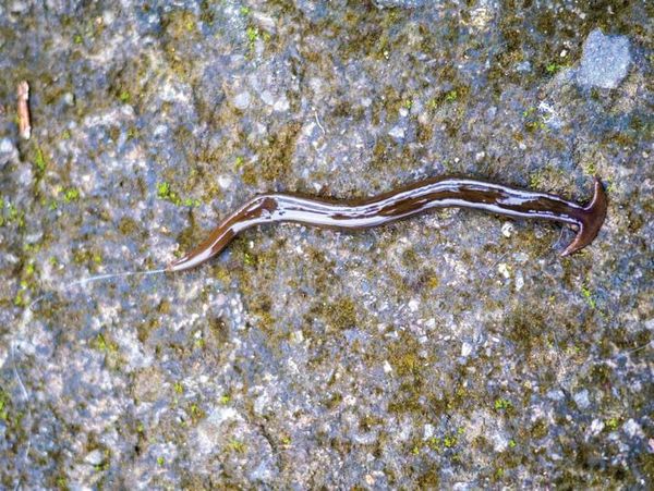 Hammerhead worm risks overestimated, expert says