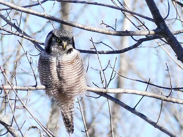 Visiting northern hawk owl causes a stir among birding communityby Chris Bell MANITOULIN––The handsome bird seen in the accompanying photo is a northern hawk owl, and its presence on Manitoulin has caused quite a stir among the birding community of late.