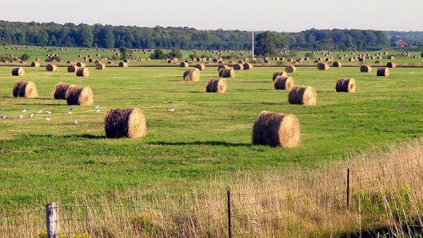 Reducing single use plastics in agriculture not a simple venture