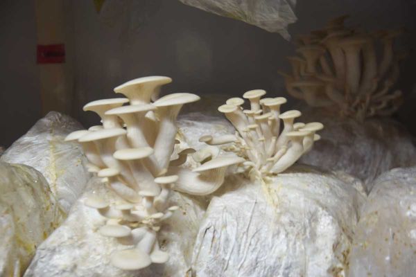 Heartwood Mushrooms fungi farm a labour of love