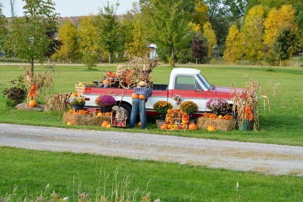 ? Harvest Glory Days: Gallery