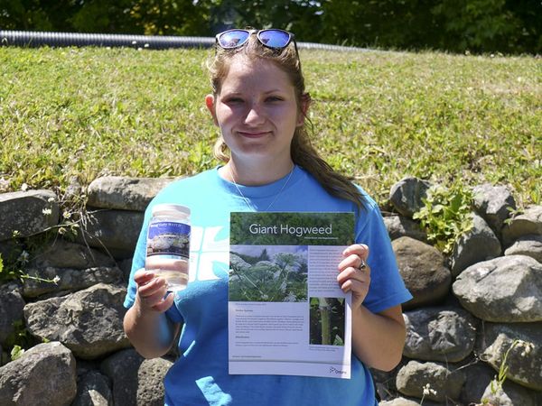 Know the facts on the invasive giant hogweed plant
