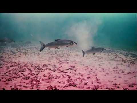 Get Reel in the North: Whitefish through the ice