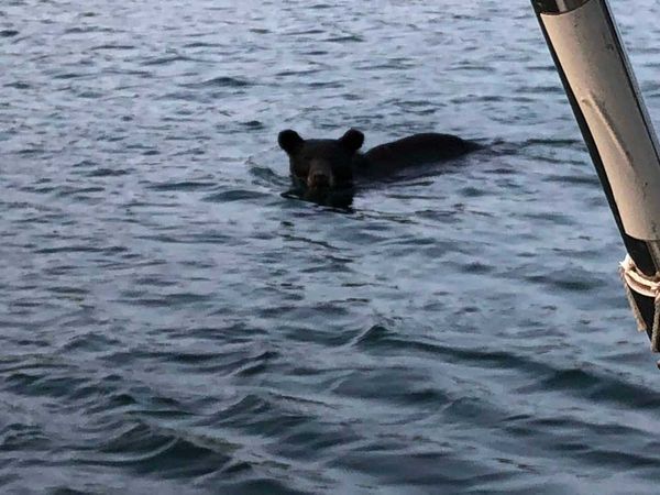 Heywood boat boarding bear strikes again