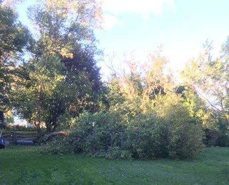 NEMI waives brush fees following windstorm
