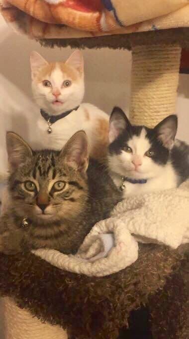 Curtis, Daryl and Marshmallow are ready for their new homes