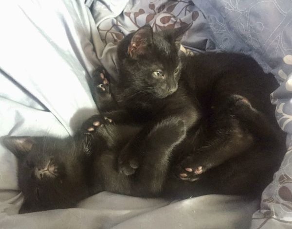 Mercedes & Sunflower are ready for adoption