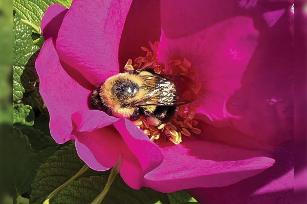 Fun fact! Manitoulin bugs take naps to keep alert