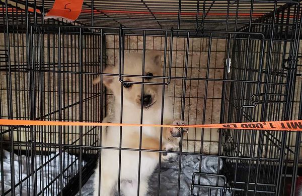 Northern dogs headed south to find homes amid fire evacuations