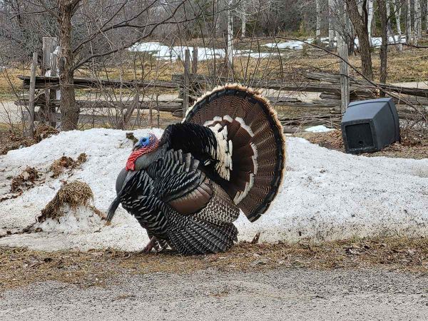 Natural Resources minister outlines options  in place for Billings’ wild turkey concerns