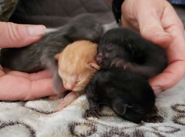 UPDATE: Four Kittens Found in Dumpster on Edmund Street, Sudbury