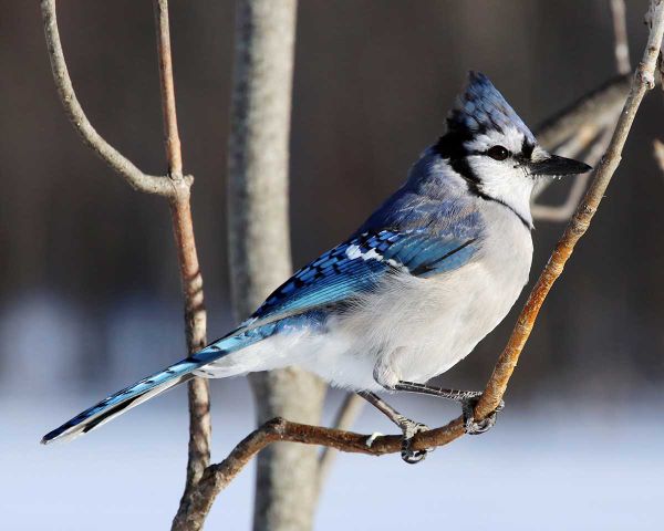 Gore Bay Christmas bird count reports lower numbers
