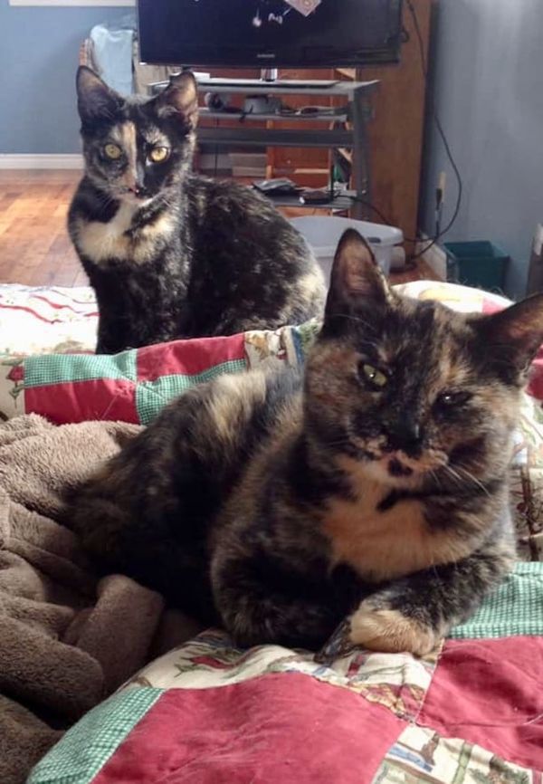 Marbles & Gemma are looking for their forever home