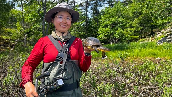 Researchers continue study of unique population of Blanding’s turtles in McGregor Bay