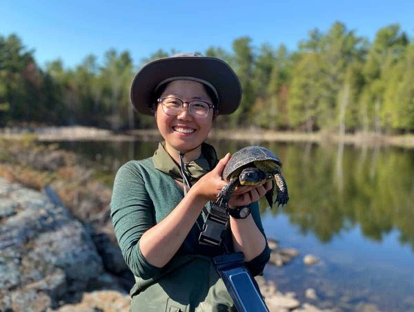 Researchers team up with cottagers to study Blanding’s turtle in McGregor Bay
