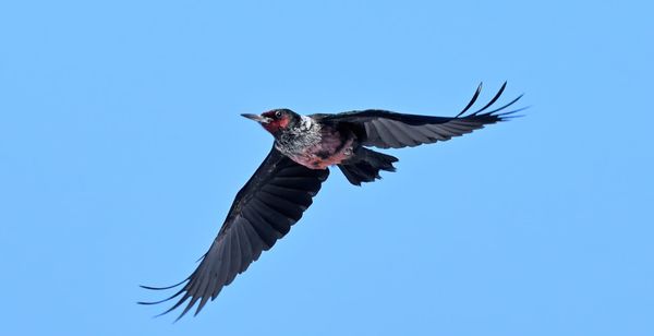 Meriwether the woodpecker continues to make Kagawong his home