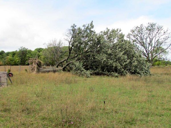 Microburst devastates Mindemoya property