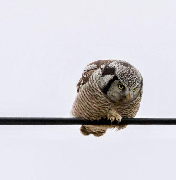 Mindemoya Christmas bird count a testament to a half-century of citizen science