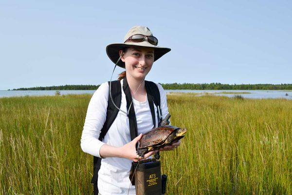 Low water levels linked to Misery Bay turtle deaths